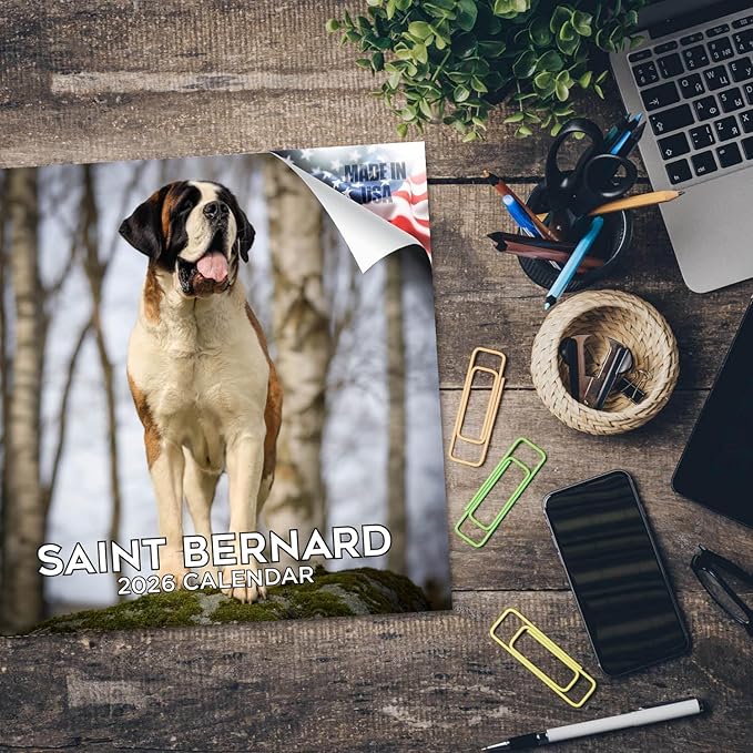 Saint Bernard Calendar 2026 by MegaCalendars – Monthly Dog Breed Wall Calendar, Made in USA