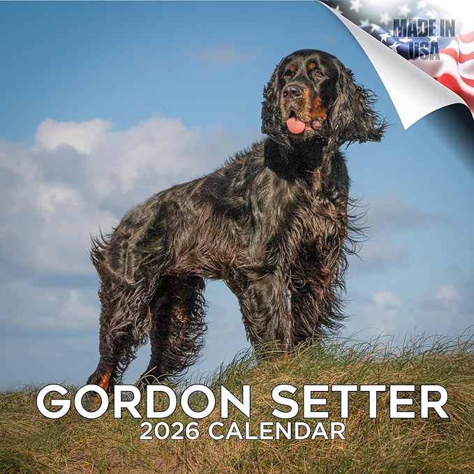 Gordon Setter Calendar 2026 by MegaCalendars – Monthly Dog Breed Wall Calendar, Made in USA