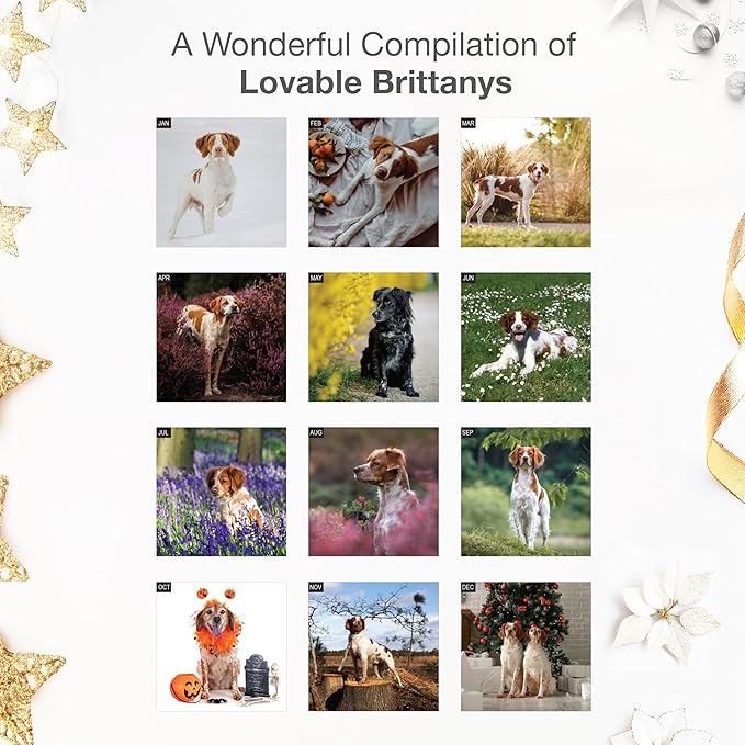 RED EMBER Brittanys 2026 Wall Calendar 12 Month | 12" x 24" Open | Thick & Sturdy Paper | Giftable | Cute Spaniel Puppy Dog Calendar 2026