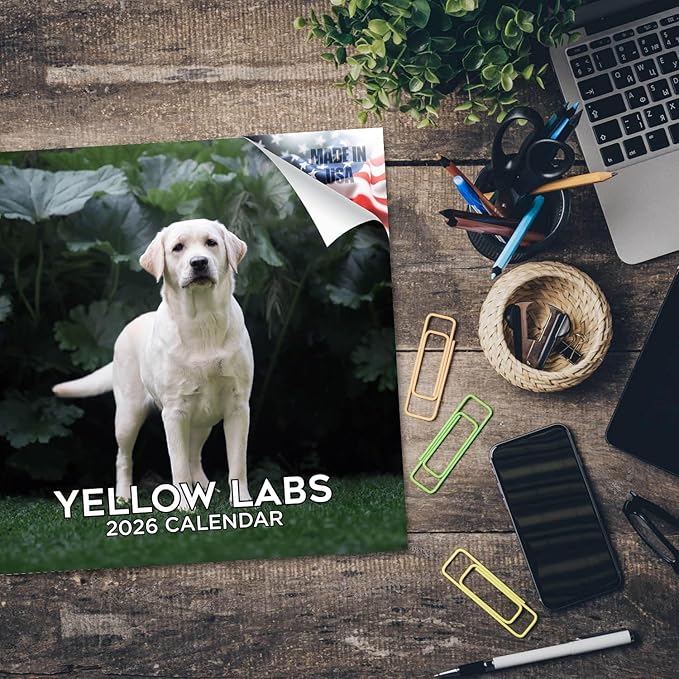 Yellow Labrador Retrievers Calendar 2026 by MegaCalendars – Monthly Dog Breed Wall Calendar, Made in USA