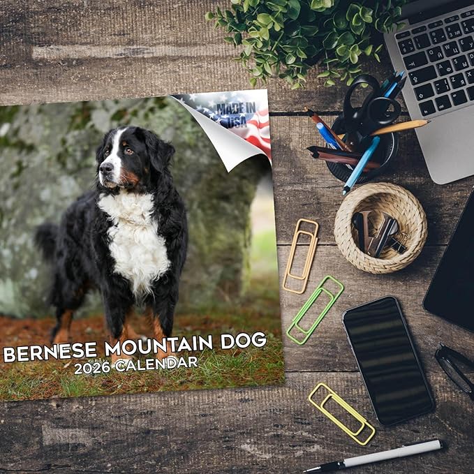 Bernese Mountain Dog Calendar 2026 – 16-Month Dog Breed Wall Calendar by MegaCalendars – Large Daily Blocks, Thick No-Bleed Paper, Made in USA