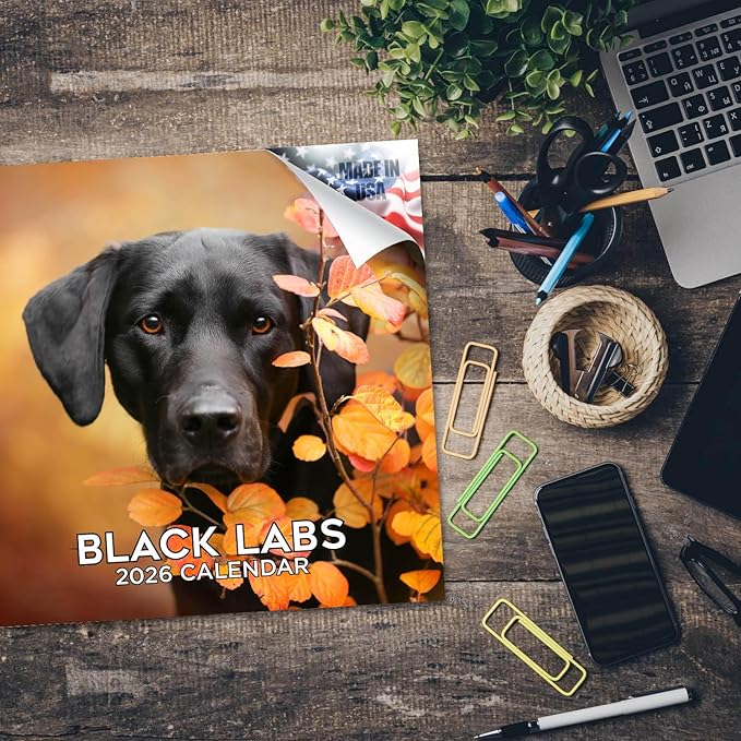 Black Labs Calendar 2026 – 16-Month Dog Breed Wall Calendar by MegaCalendars – Large Daily Blocks, Thick No-Bleed Paper, Made in USA