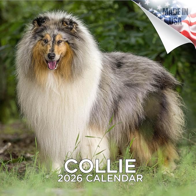 Collie Calendar 2026 by MegaCalendars – Monthly Dog Breed Wall Calendar, Made in USA