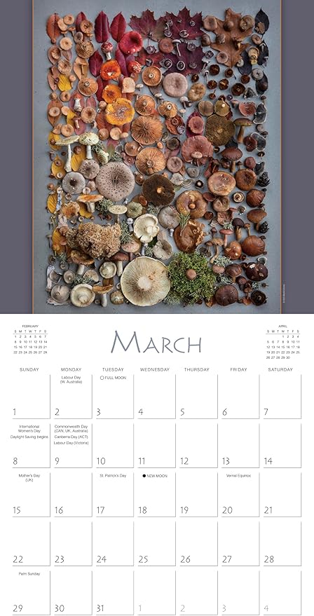 Mushrooms 2026 Wall Calendar, 12-Month Botanical & Nature Photography Calendar: The Art of The Fungi by Moritz Schmid, 12" × 12" Organizer for Home and Office