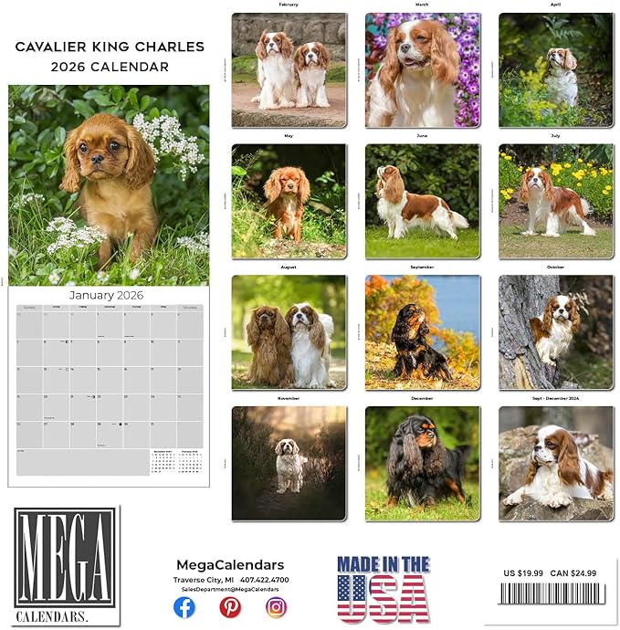 Cavalier King Charles Calendar 2026 by MegaCalendars – Monthly Dog Breed Wall Calendar, Made in USA