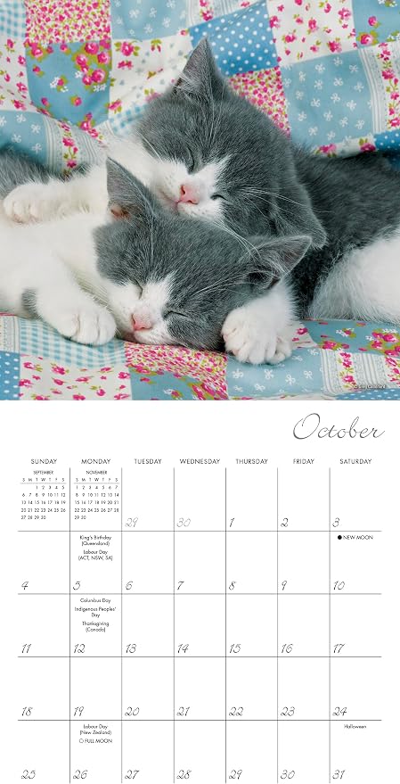 Cat Naps 2026 Mini Wall Calendar, Cute & Funny Cat Photography, 7" x 7"