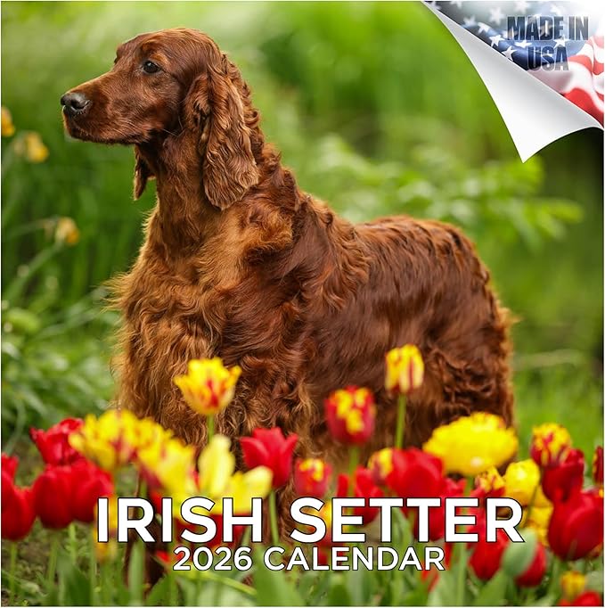 Irish Setter Calendar 2026 by MegaCalendars – Monthly Dog Breed Wall Calendar, Made in USA