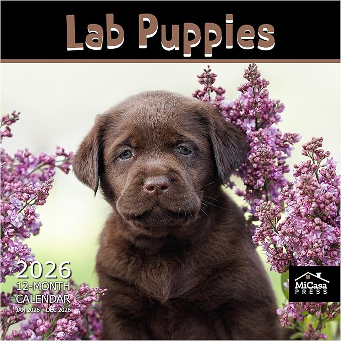 MICASA PRESS Lab Puppies 2026 Wall Calendar 12 Month | 12" x 24" Open | Thick & Sturdy Paper |Giftable| Cute Labrador Retriever Puppy Dog Calendar 2026