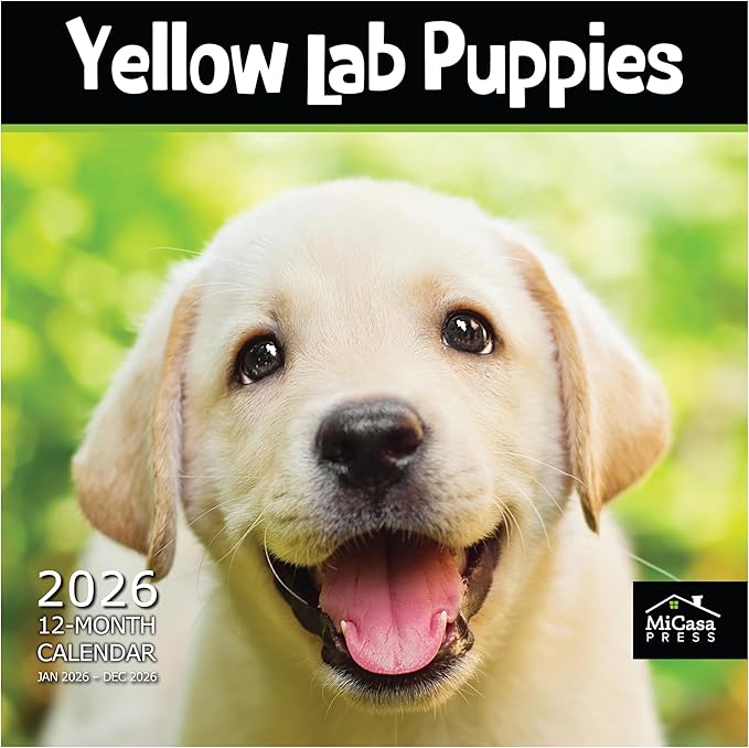 MICASA PRESS Yellow Lab Puppies 2026 Wall Calendar 12 Month | 12" x 24" Open | Thick & Sturdy Paper | Giftable | Cute Labrador Retriever Puppy Dog Calendar 2026