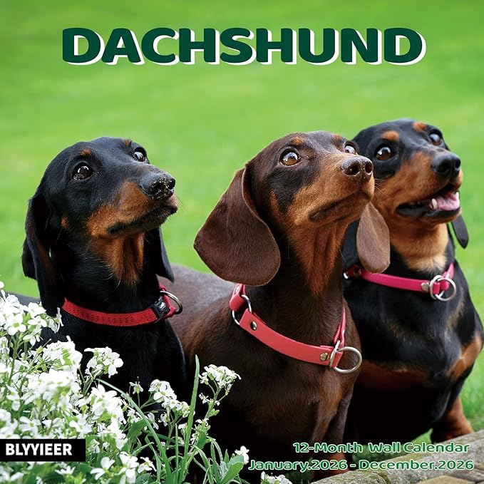 2026 Wall Calendar,Dachshund Wall Calendar, 12" x 24" Open,Family Planner Calendar Organizer with Dachshund Images, for Dogs Lovers