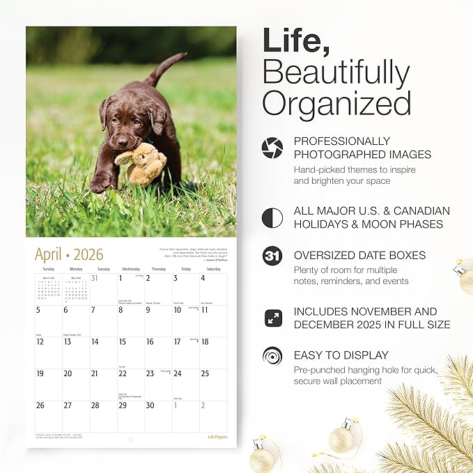 RED EMBER Select - Lab Puppies 2026 Wall Calendar 12 Month | 12" x 24" Open | Thick & Sturdy Paper | Giftable | Cute Labrador Retriever Puppy Dog Calendar 2026