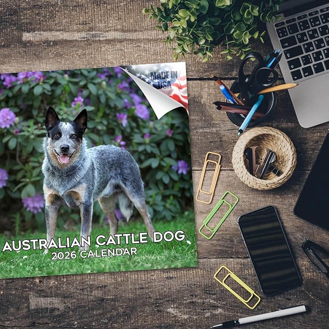 Australian Cattle Dog Calendar 2026 – 16-Month Dog Breed Wall Calendar by MegaCalendars – Large Daily Blocks, Thick No-Bleed Paper, Made in USA