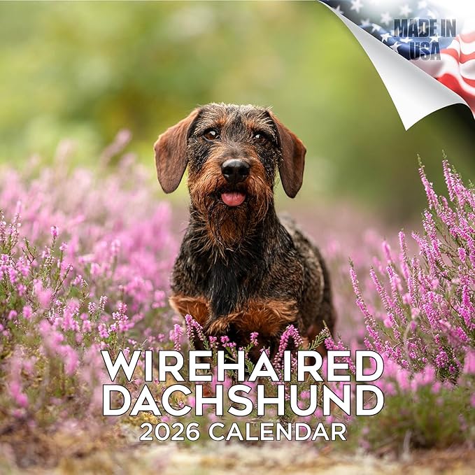 Wirehaired Dachshund Calendar 2026 by MegaCalendars – Monthly Dog Breed Wall Calendar, Made in USA