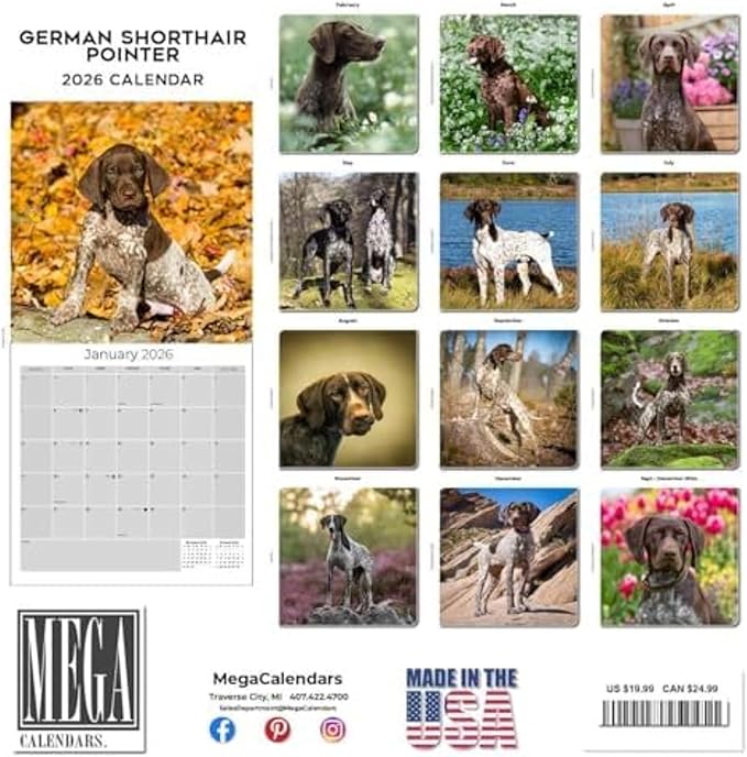 German Shorthair Pointer Calendar 2026 by MegaCalendars – Monthly Dog Breed Wall Calendar, Made in USA