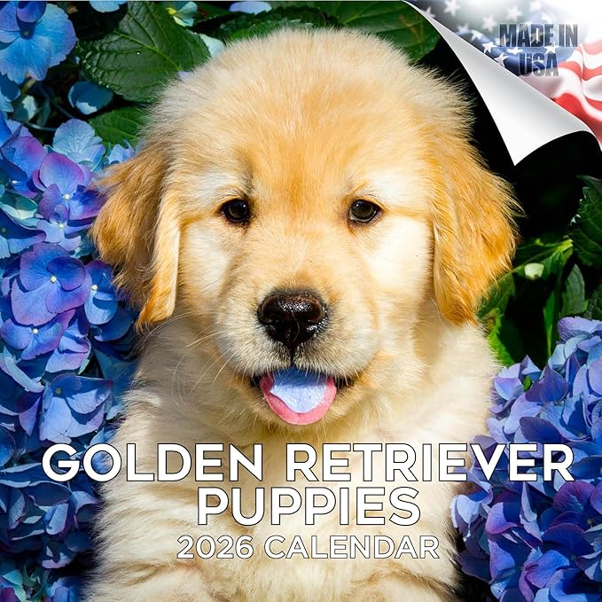 Golden Retriever Puppies Calendar 2026 – 16-Month Dog Breed Wall Calendar by MegaCalendars – Large Daily Blocks, Thick No-Bleed Paper, Made in USA