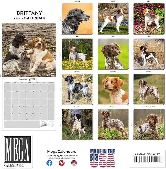 Brittany Calendar 2026 by MegaCalendars – Monthly Dog Breed Wall Calendar, Made in USA