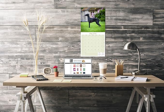 Italian Greyhound Calendar 2026 by MegaCalendars – Monthly Dog Breed Wall Calendar, Made in USA