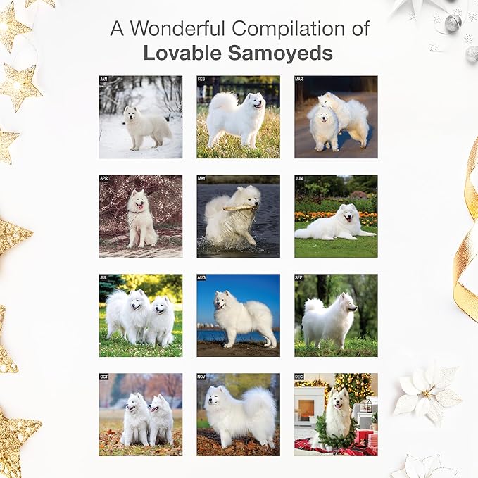 RED EMBER Samoyeds 2026 Wall Calendar 12 Month | 12" x 24" Open | Thick & Sturdy Paper | Giftable | Cute Puppy Dog Calendar 2026