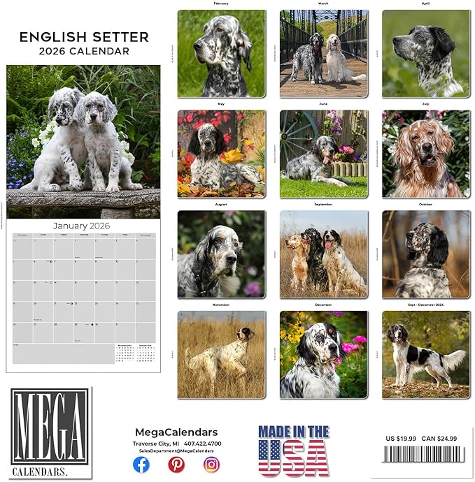 English Setter Calendar 2026 by MegaCalendars – Monthly Dog Breed Wall Calendar, Made in USA