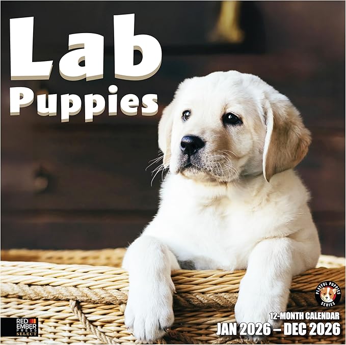 RED EMBER Select - Lab Puppies 2026 Wall Calendar 12 Month | 12" x 24" Open | Thick & Sturdy Paper | Giftable | Cute Labrador Retriever Puppy Dog Calendar 2026