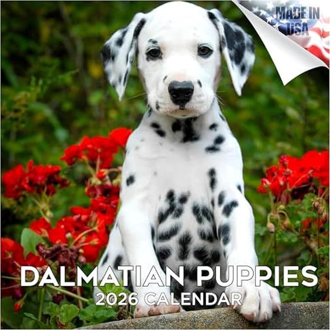 Dalmatian Pups Calendar 2026 by MegaCalendars – Monthly Dog Breed Wall Calendar, Made in USA