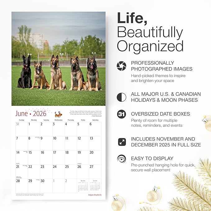RED EMBER Belgian Shepherds 2026 Wall Calendar 12 Month | 12" x 24" Open | Thick & Sturdy Paper | Giftable | Cute Puppy Dog Calendar 2026