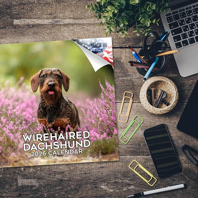 Wirehaired Dachshund Calendar 2026 by MegaCalendars – Monthly Dog Breed Wall Calendar, Made in USA