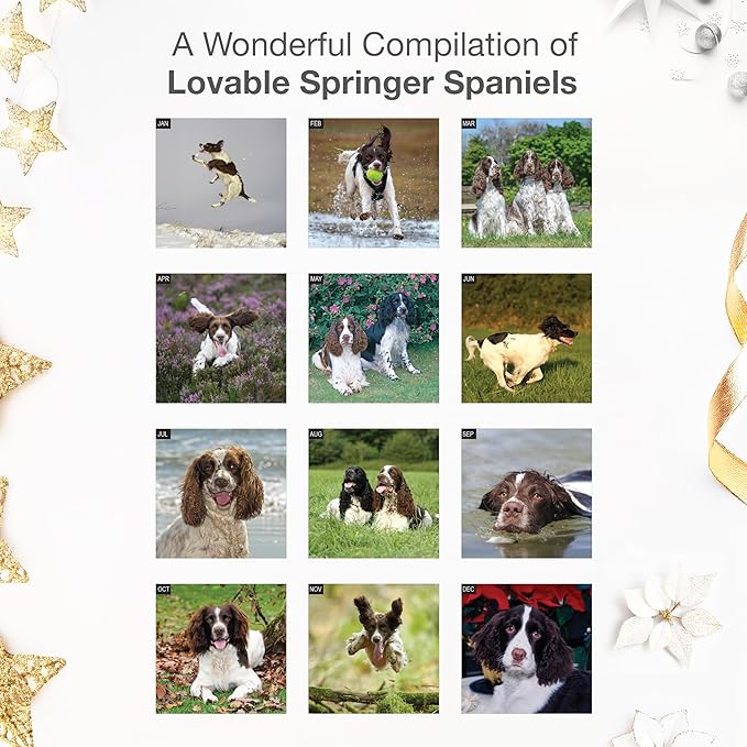 RED EMBER Springer Spaniels 2026 Wall Calendar 12 Month | 12" x 24" Open | Thick & Sturdy Paper | Giftable | Cute Puppy Dog Calendar 2026