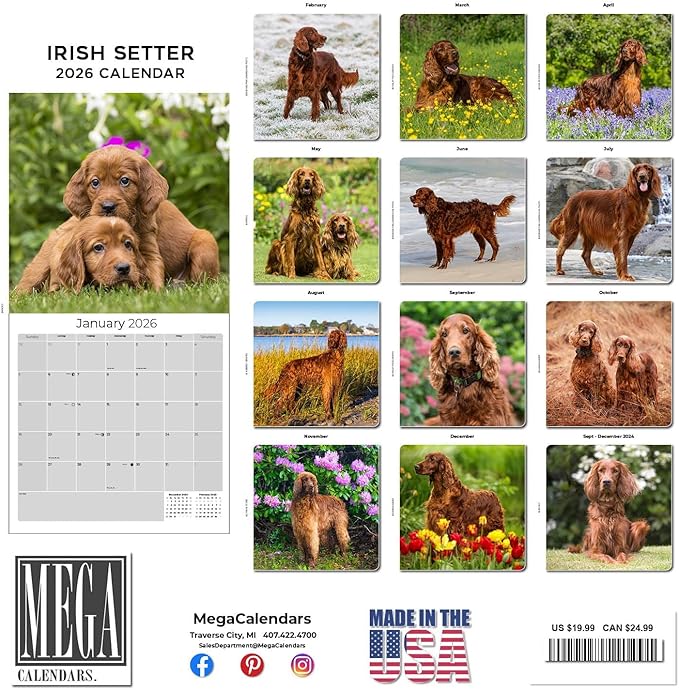Irish Setter Calendar 2026 by MegaCalendars – Monthly Dog Breed Wall Calendar, Made in USA