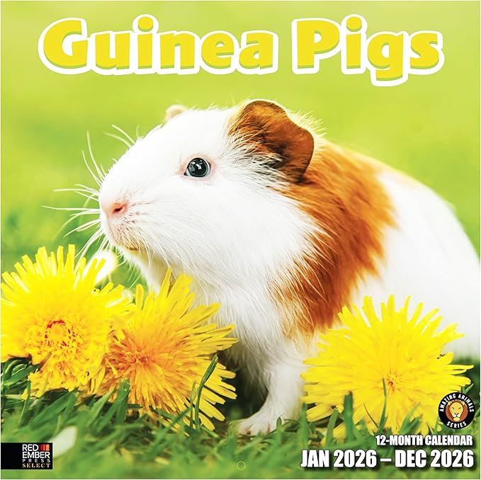 RED EMBER Select - Guinea Pigs 2026 Wall Calendar 12 Month | 12” x 24” Open | Thick & Sturdy Paper | Giftable | Cute Funny Animal Kids Calendar 2026