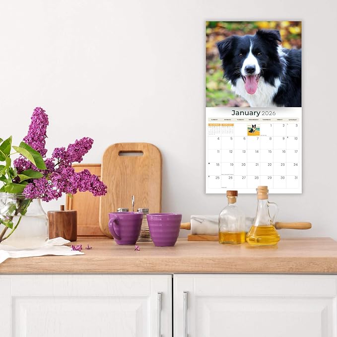 2026 Border Collies Dog Deluxe Wall Calendar | 16-Month Monthly Planner | Eco-Friendly Plastic-Free Organizer | Large 12" x 13.3" Home & Office Calendar with Holidays & Cute Border Collie Photos