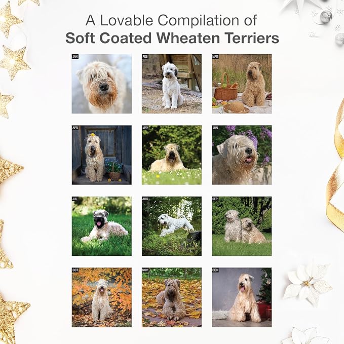 RED EMBER Soft Coated Wheaten Terriers 2026 Wall Calendar 12 Month | 12" x 24" Open | Thick & Sturdy Paper | Giftable | Cute Puppy Dog Calendar 2026