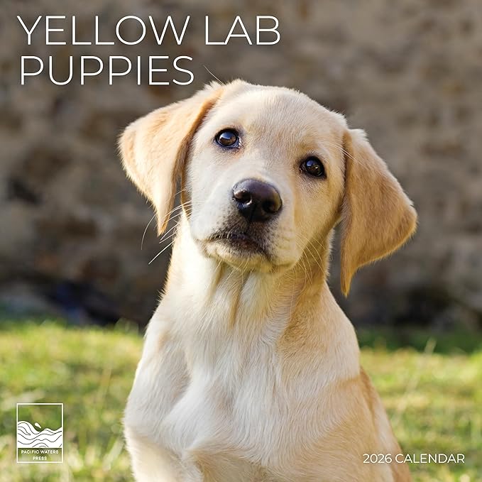 2026 Yellow Labrador Puppy Wall Calendar | 12" x 24" Open | Dog Photography Thick & Sturdy Paper for Organizing & Planning | Office Kitchen Decor or Gift | Pacific Waters Press (Yellow Lab Puppies)