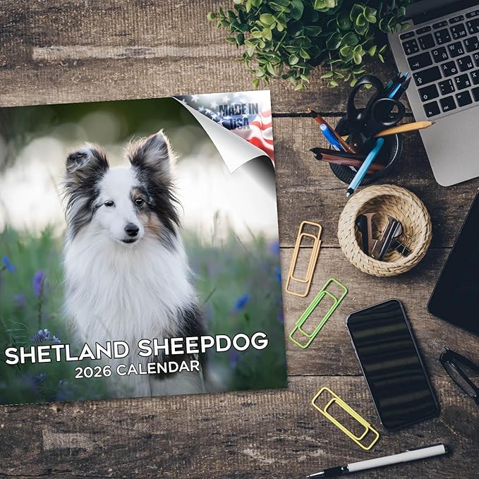 Shetland Sheepdog Calendar 2026 by MegaCalendars – Monthly Dog Breed Wall Calendar, Made in USA