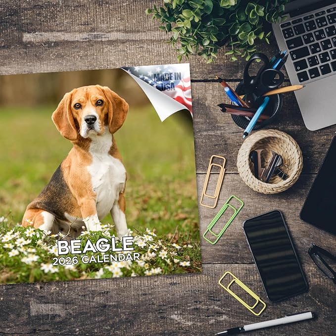 Beagle Calendar 2026 by MegaCalendars – Monthly Dog Breed Wall Calendar, Made in USA