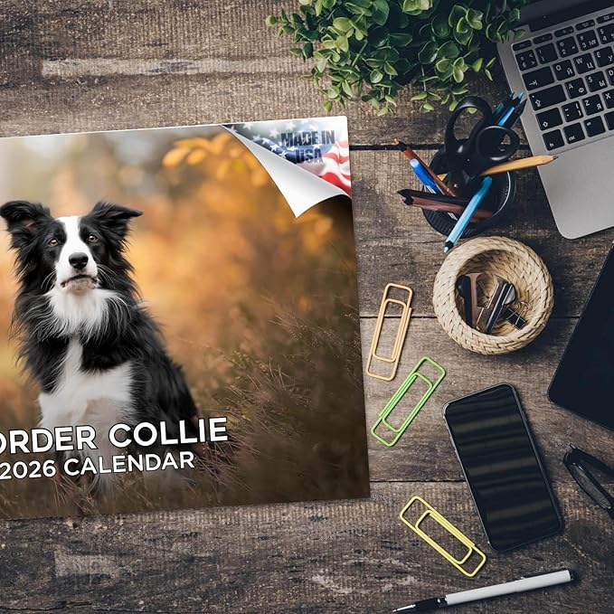 2025 2026 Border Collie Calendar - Dog Breed Monthly Wall Calendar - 12" x 18" Open - Thick No-Bleed Paper - Giftable - Academic Teacher's Planner Calendar Organizing & Planning - Made in USA