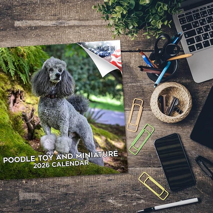 Poodle Toy and Miniature Calendar 2026 by MegaCalendars – Monthly Dog Breed Wall Calendar, Made in USA