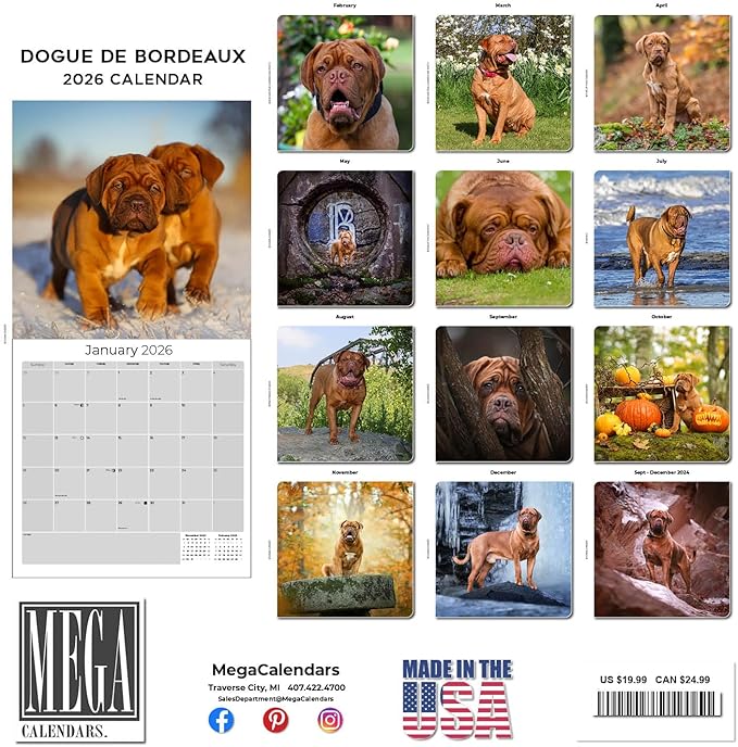Dogue De Bordeaux Calendar 2026 by MegaCalendars – Monthly Dog Breed Wall Calendar, Made in USA
