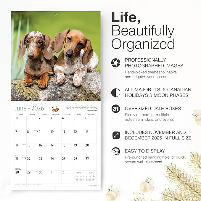 RED EMBER Select - Dachshunds 2026 Wall Calendar 12 Month | 12" x 24" Open | Thick & Sturdy Paper | Giftable | Cute Puppy Weiner Dog Calendar 2026