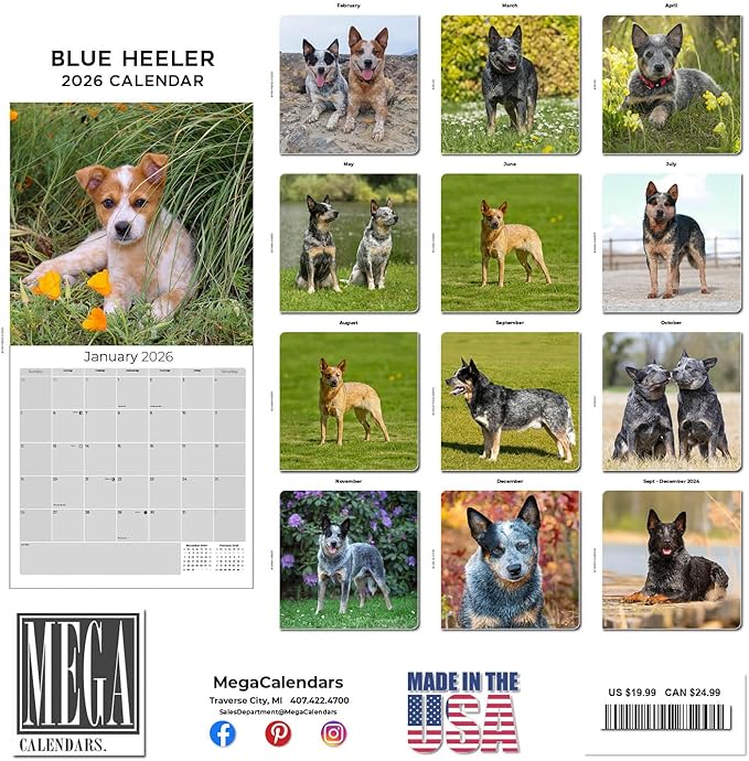 Blue Heeler Dog Calendar 2026 by MegaCalendars – Monthly Dog Breed Wall Calendar, Made in USA
