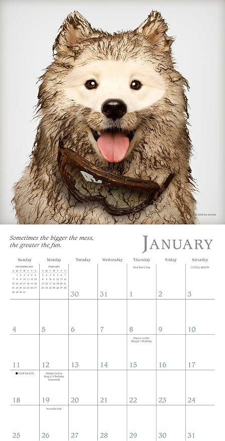 Dogma 2026 Mini Wall Calendar, Funny Dog Photography: A Dog’s Guide to Life, 7" x 7"