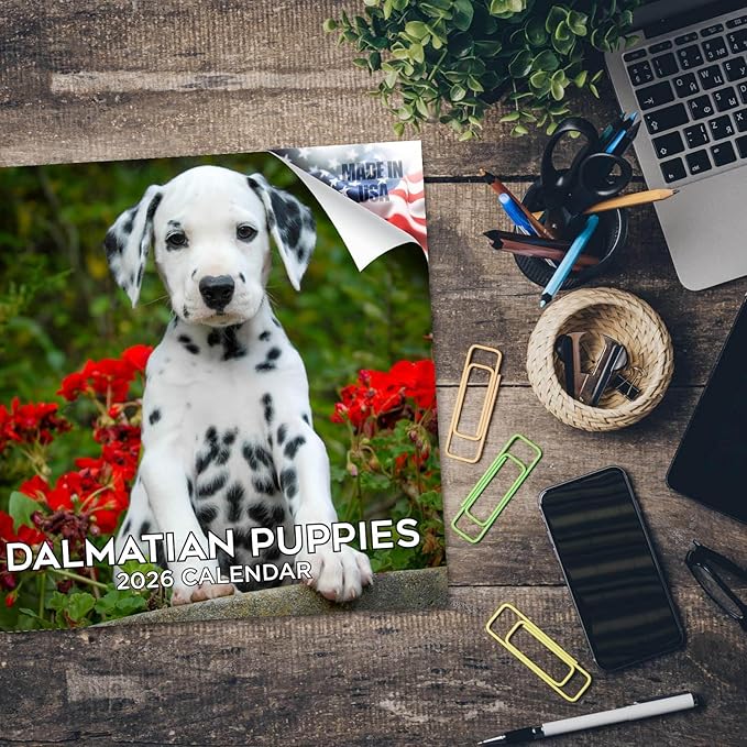Dalmatian Pups Calendar 2026 by MegaCalendars – Monthly Dog Breed Wall Calendar, Made in USA