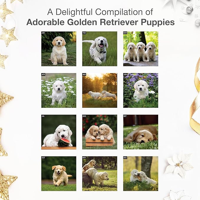RED EMBER Select - Golden Retriever Puppies 2026 Wall Calendar 12 Month | 12" x 24" Open | Thick & Sturdy Paper | Giftable | Cute Puppy Dog Calendar 2026
