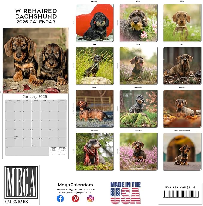 Wirehaired Dachshund Calendar 2026 by MegaCalendars – Monthly Dog Breed Wall Calendar, Made in USA