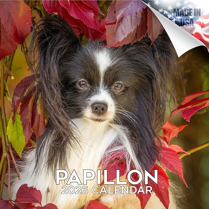 Papillon Calendar 2026 by MegaCalendars – Monthly Dog Breed Wall Calendar, Made in USA