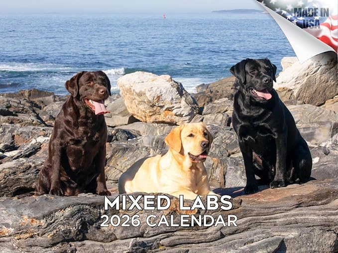 2025 2026 Labrador Mixed Calendar - Dog Breed Monthly Wall Calendar - 12" x 18" Open - Thick No-Bleed Paper - Giftable - Academic Teacher's Planner Calendar Organizing & Planning - Made in USA