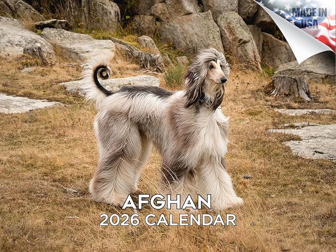 2025 2026 Afghan Hound Calendar - Dog Breed Monthly Wall Calendar - 12" x 18" Open - Thick No-Bleed Paper - Giftable - Academic Teacher's Planner Calendar Organizing & Planning - Made in USA