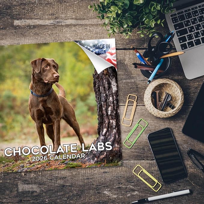 Chocolate Labrador Calendar 2026 by MegaCalendars – Monthly Dog Breed Wall Calendar, Made in USA