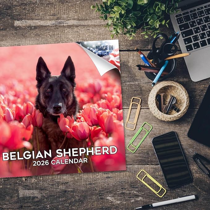 Belgian Shepherd Calendar 2026 by MegaCalendars – Monthly Dog Breed Wall Calendar, Made in USA