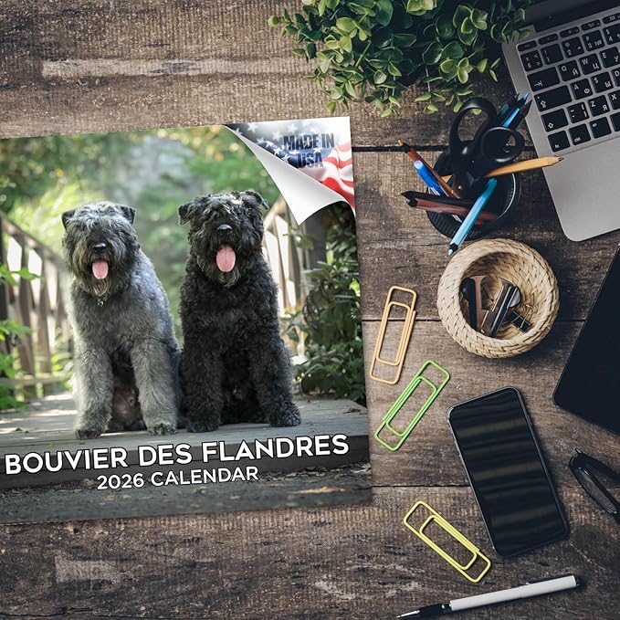 Bouvier Des Flandres Calendar 2026 by MegaCalendars – Monthly Dog Breed Wall Calendar, Made in USA